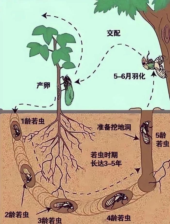知了如何养